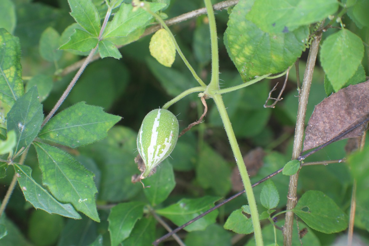 Trichosanthes cucumerina L.